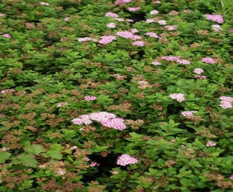 Spierstrauch (Spiraea japonica 'Little Princess')