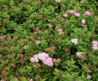 Spierstrauch (Spiraea japonica 'Little Princess')