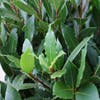 Echter Lorbeer als Baum (Laurus nobilis)