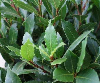 Echter Lorbeer als Baum (Laurus nobilis)
