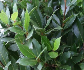 Echter Lorbeerbaum auf Stamm (Laurus nobilis)