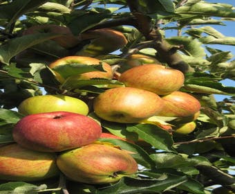 Apfelbaum (Malus domestica )
