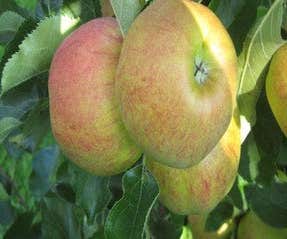 Leier-Apfel (Malus domestica 'Elstar')