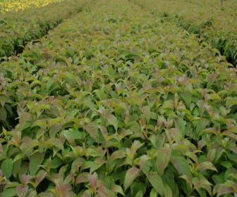 Zwerg-Hartriegel (Cornus stolonifera 'Kelseyi')