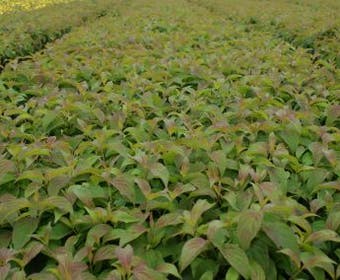 Zwerg-Hartriegel (Cornus stolonifera 'Kelseyi')
