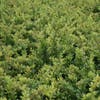 Sauerbeere (Berberis thunbergii)