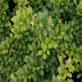 Sauerbeere (Berberis thunbergii)