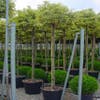 Buntblättrige Ölweide als Baum (Elaeagnus ebbingei 'Gilt Edge')