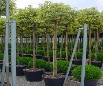 Buntblättrige Ölweide als Baum (Elaeagnus ebbingei 'Gilt Edge')