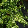 Strauch-Geißblatt (Lonicera nitida 'Maigrun')
