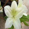 Japanische Azalee (Rhododendron 'White Lady')