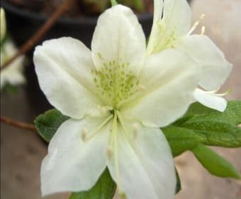 Japanische Azalee (Rhododendron 'White Lady')
