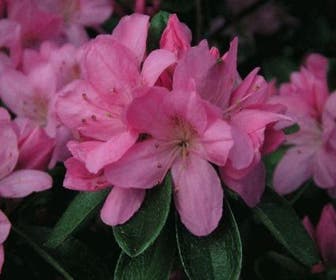 Japanische Azalee (Rhododendron 'Madame van Hecke')