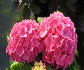 Hortensie (Hydrangea 'Preziosa')