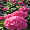 Hortensie (Hydrangea macrophylla 'Glowing Embers')