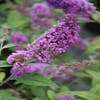 Schmetterlingsflieder (Buddleja 'Blue Chip')