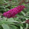Schmetterlingsflieder (Buddleja 'Miss Ruby')