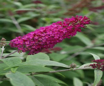 Schmetterlingsflieder (Buddleja 'Miss Ruby')