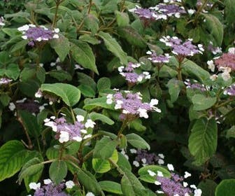 Samthortensie (Hydrangea aspera 'Sargentiana')