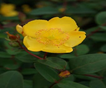 Johanniskraut 'Peter Dummer'