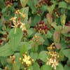 Johanniskraut 'Rheingold' (Hypericum 'Rheingold')