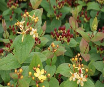 Johanniskraut 'Rheingold' (Hypericum 'Rheingold')