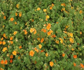 Fingerkraut (Potentilla fruticosa 'Hopley's Orange')