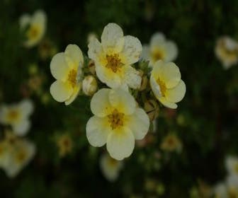 Fingerkraut (Potentilla fruticosa 'Limelight')