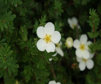 Fingerkraut (Potentilla fruticosa 'McKay's White')