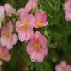 Fingerkraut (Potentilla fruticosa 'Blink')