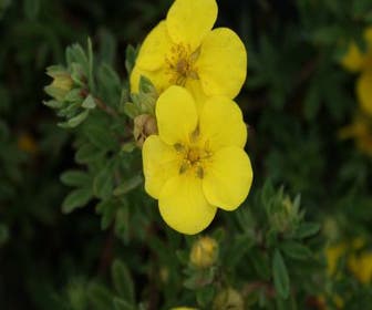 Fingerkraut (Potentilla fruticosa 'Goldstar')