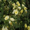 Fingerkraut (Potentilla fruticosa 'Primrose Beauty')