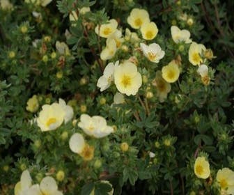 Fingerkraut (Potentilla fruticosa 'Primrose Beauty')