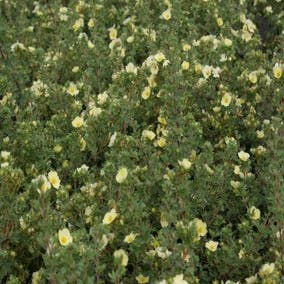 Fingerkraut (Potentilla fruticosa 'Primrose Beauty')