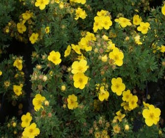 Fingerkraut (Potentilla fruticosa 'Sommerflor')