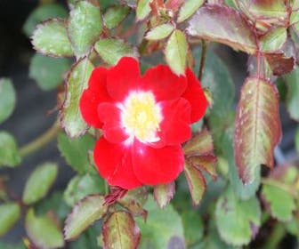 Bodendeckende Rose (Rosa 'Red Meidiland')