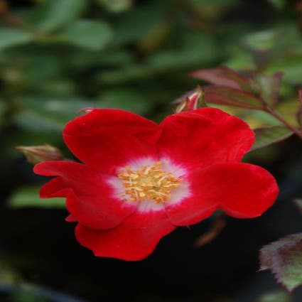 Bodendeckende Rose (Rosa 'Red Meidiland')