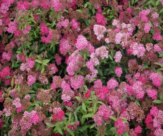 Spierstrauch (Spiraea japonica 'Dart's Red')