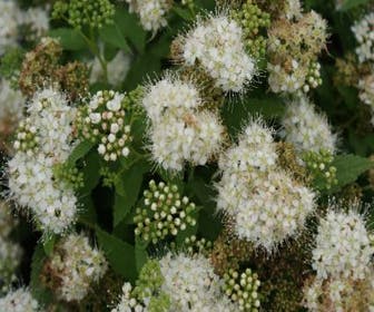 Spierstrauch (Spiraea japonica Pigmaea Alba')