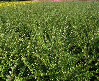Strauch-Geißblatt (Lonicera nitida 'Elegant')