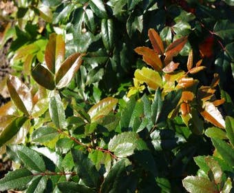 Mahonie-Strauch (Mahonia aquifolium 'Hillary')