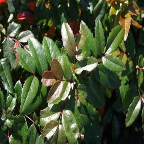 Mahonie-Strauch (Mahonia aquifolium 'Hillary')