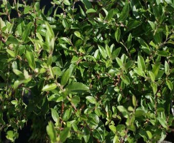 Feuerdorn (Pyracantha 'Red Cushion')