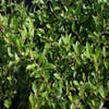 Feuerdorn (Pyracantha 'Red Cushion')