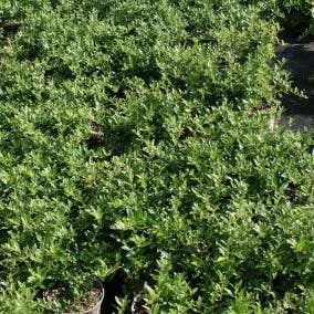 Vuurdoorn (Pyracantha 'Red Cushion')