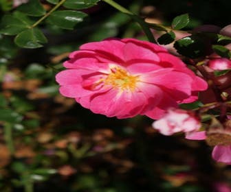 Bodendeckende Rose (Rosa 'Magic Meidiland')
