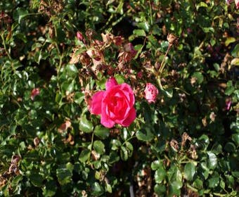 Bodendeckende Rose (Rosa 'Neon')