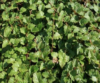 Zierbrombeere (Rubus tricolor)