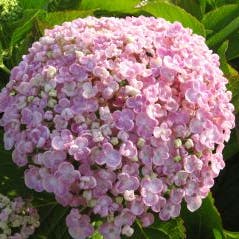 Seringhortensia (Hydrangea macrophylla 'Ayesha')