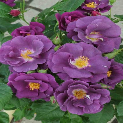 Roos (Rosa 'Rhapsody in Blue')